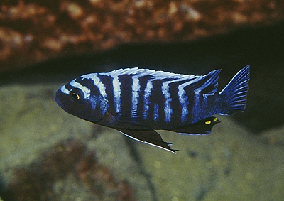Cynotilapia zebroides 'Chiloelo'